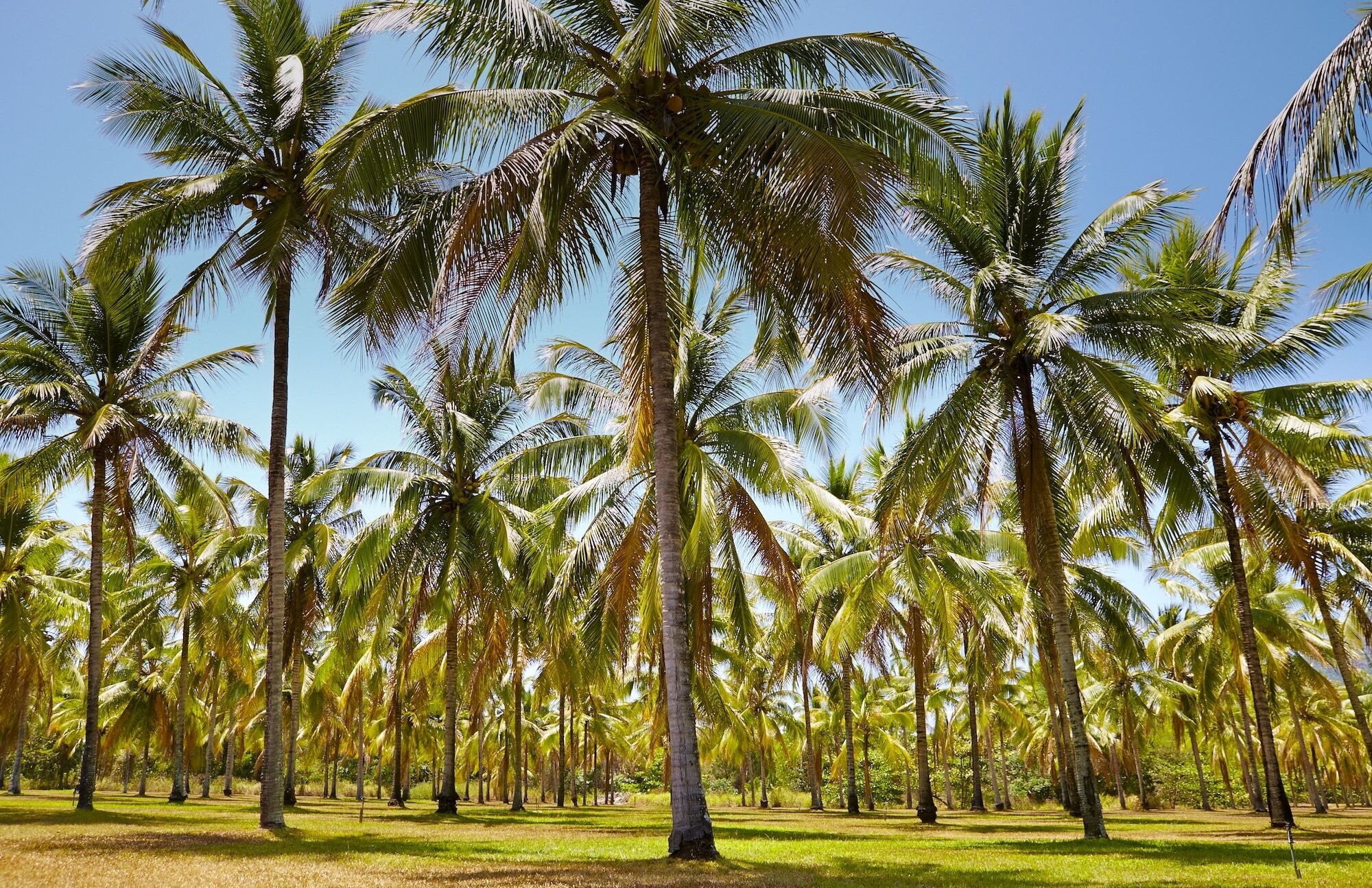 Thala Beach Nature Reserve Port Douglas Dış mekan fotoğraf